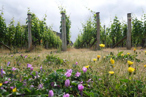 Wildflowers with the Vineyards in a distance