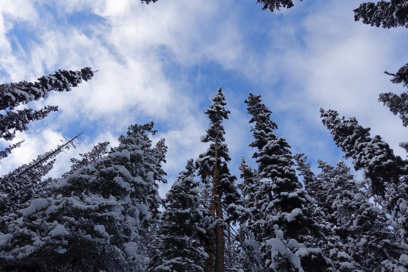DSC02834 lake louise trails Canopy of snow capped fir along the trail to Agnes Falls