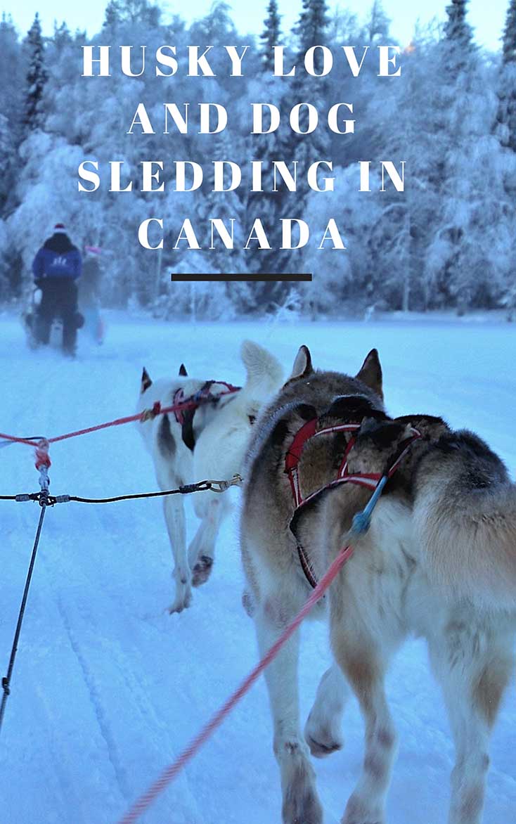 February Pinterest 1 Husky love and dog sledging in Canada | Dog Sledding Yukon