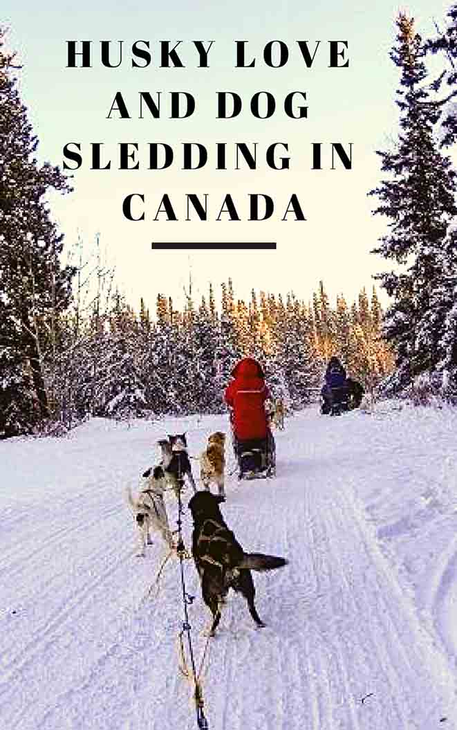 February Pinterest Husky love and dog sledging in Canada | Whitehorse dog sledding