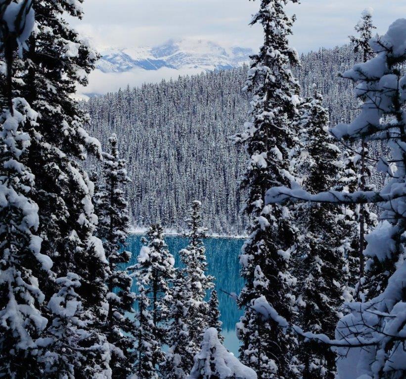 Gorgeous Blue colour of Lake Louise through the trees on the trek | Hiking Trails in Banff Alberta