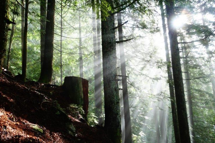 Sunshine bursting through the trees on the Grouse Grind Trail | Walking Trails