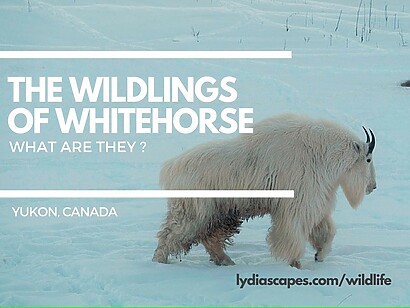 The wildlings of whitehorse Yukon Wildlife Preserve The wildlings of whitehorse - Yukon Wildlife Preserve by Lydiascapes Travel