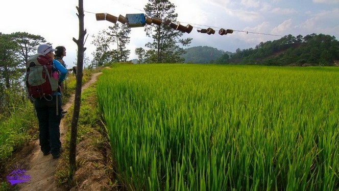 walking pass rice padi fields 2