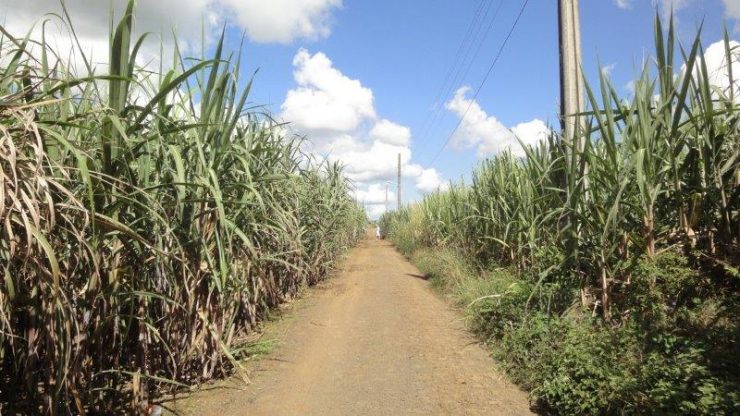 Sugarcane plantations in Mauritius