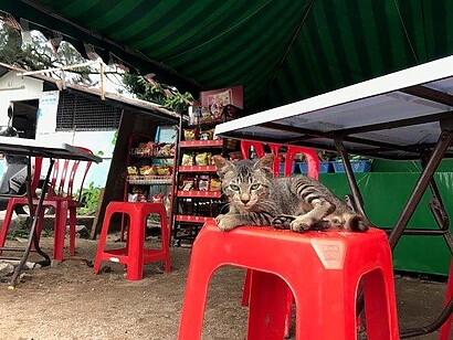 IMG 3326 Lazy kitty chilling out at the little coffee shop selling drinks and snacks