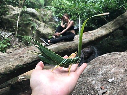 IMG 3470 Grasshopper leaf folding by the waterfall