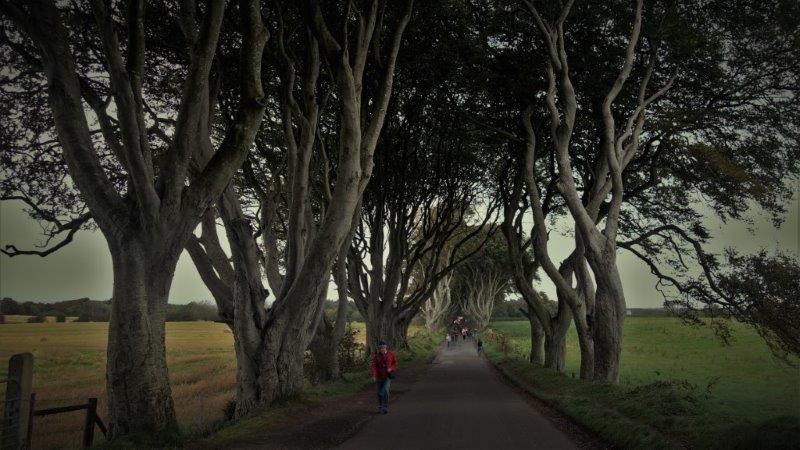 Game of Thrones Tour - Dark Hedges Arya Escape | Curvy Trees and Straight Roads | game of thrones bus tours
