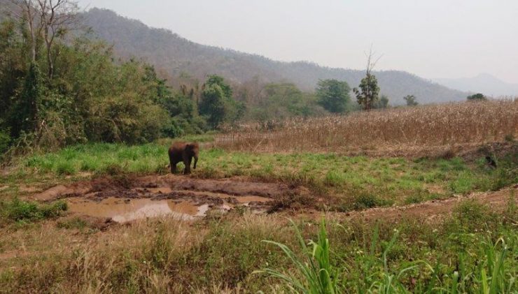 baby ele all ready for his mud bath. waiting already | Chiang Mai Elephants
