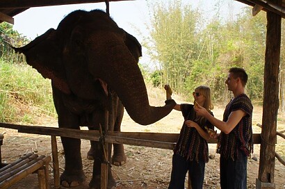 Feeding the elephants | Thailand Elephant Tour