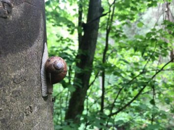 Multiple snails and little forest creatures along the way