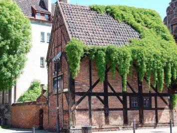 House covered in stunning ivy in Gdansk
