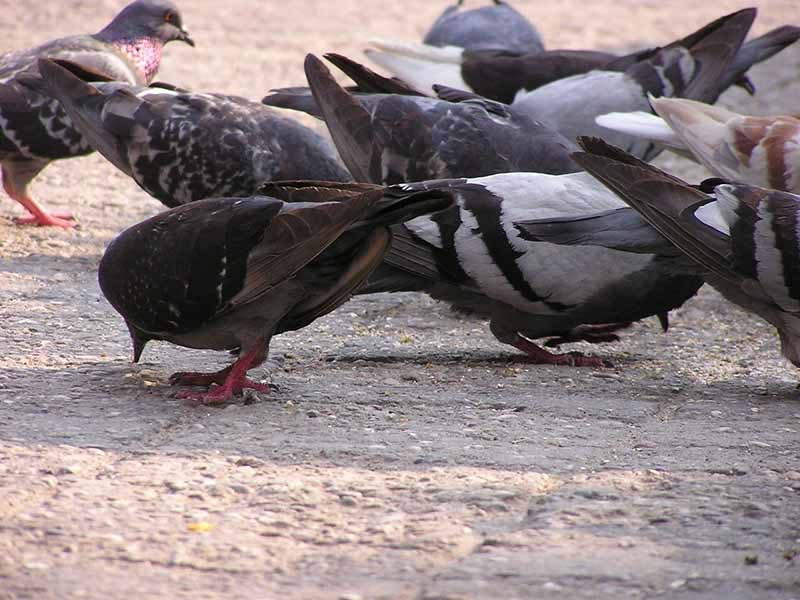 Hundreds of Birds spotted in Timișoara