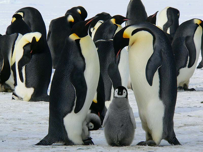 Emperor penguins Antarctica Emperor penguins in Antarctica