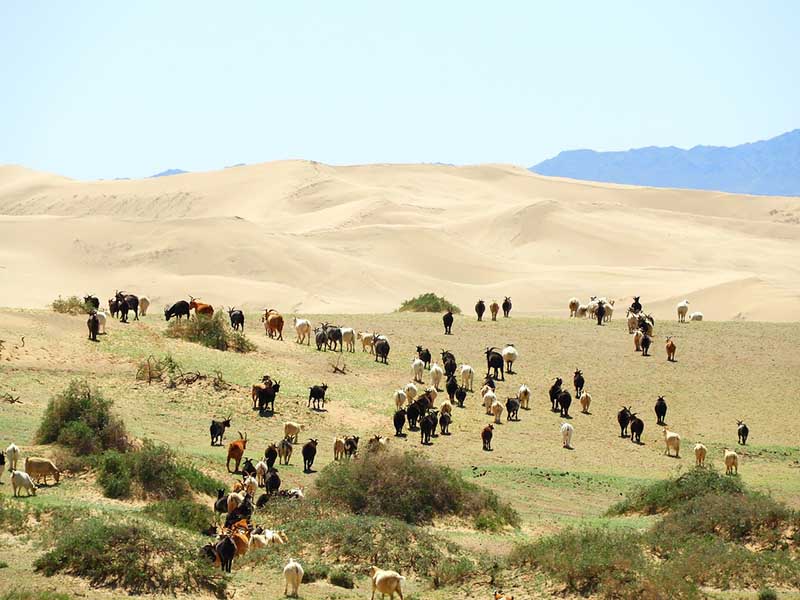 Gobi dessert Green patches in Gobi desert