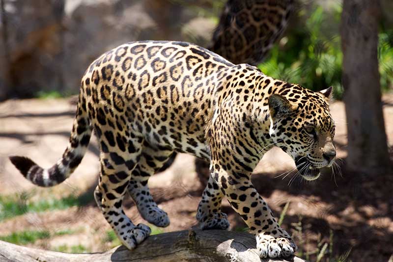 Leopard in natural habitat Leopard in natural habitat