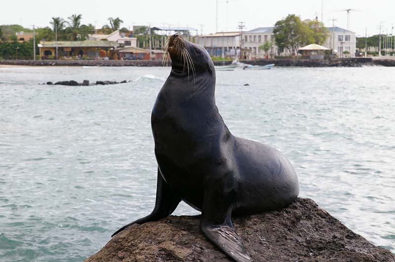 Sea Lion in Galapagos Sea Lion in Galapagos