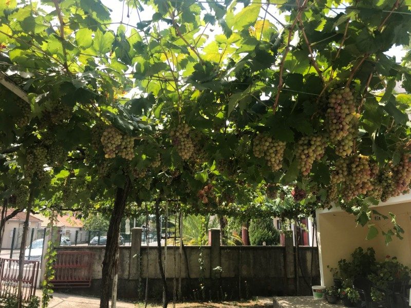 Padgorica Montenegro grapes wine rock climbing