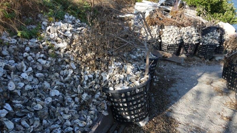 Looks like trash at first glance. It is actually empty oyster shells, which is very common sight here