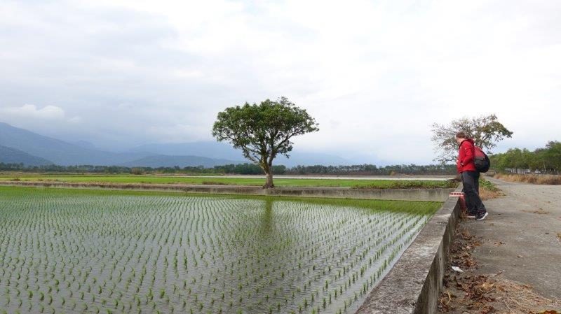 Stunning pretty rice fields of Hualien county