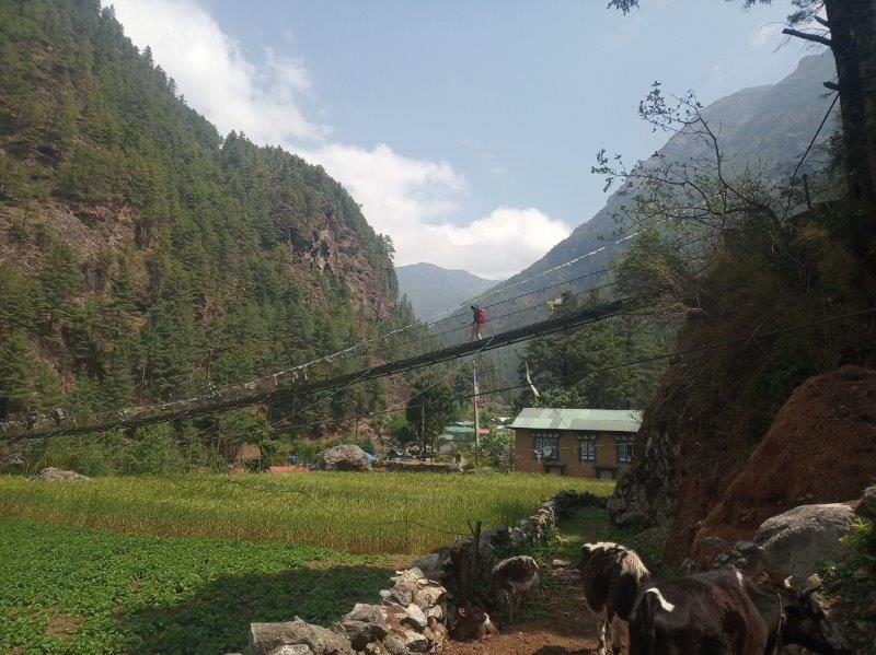 Bridges spotted along the Everest Base Camp hike, surrounded by padi fields and cattle