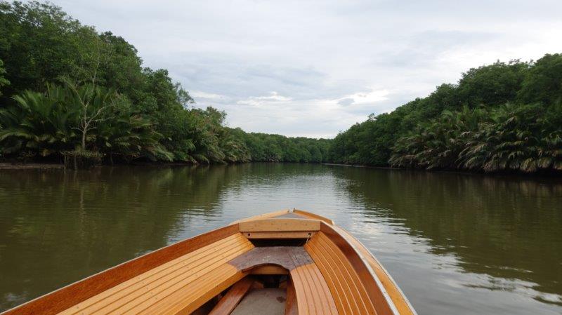 explore the beautiful mangrove rainforest.