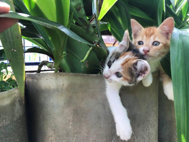 IMG 4277 Ultimate Guide to Unique Attractions and Diving in Brunei