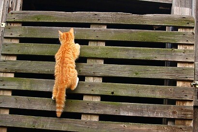climbing cat Climbing Cat