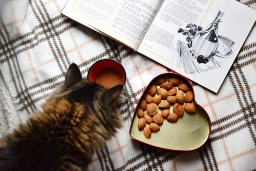 cat final Make some furry new friends at Neko no Niwa