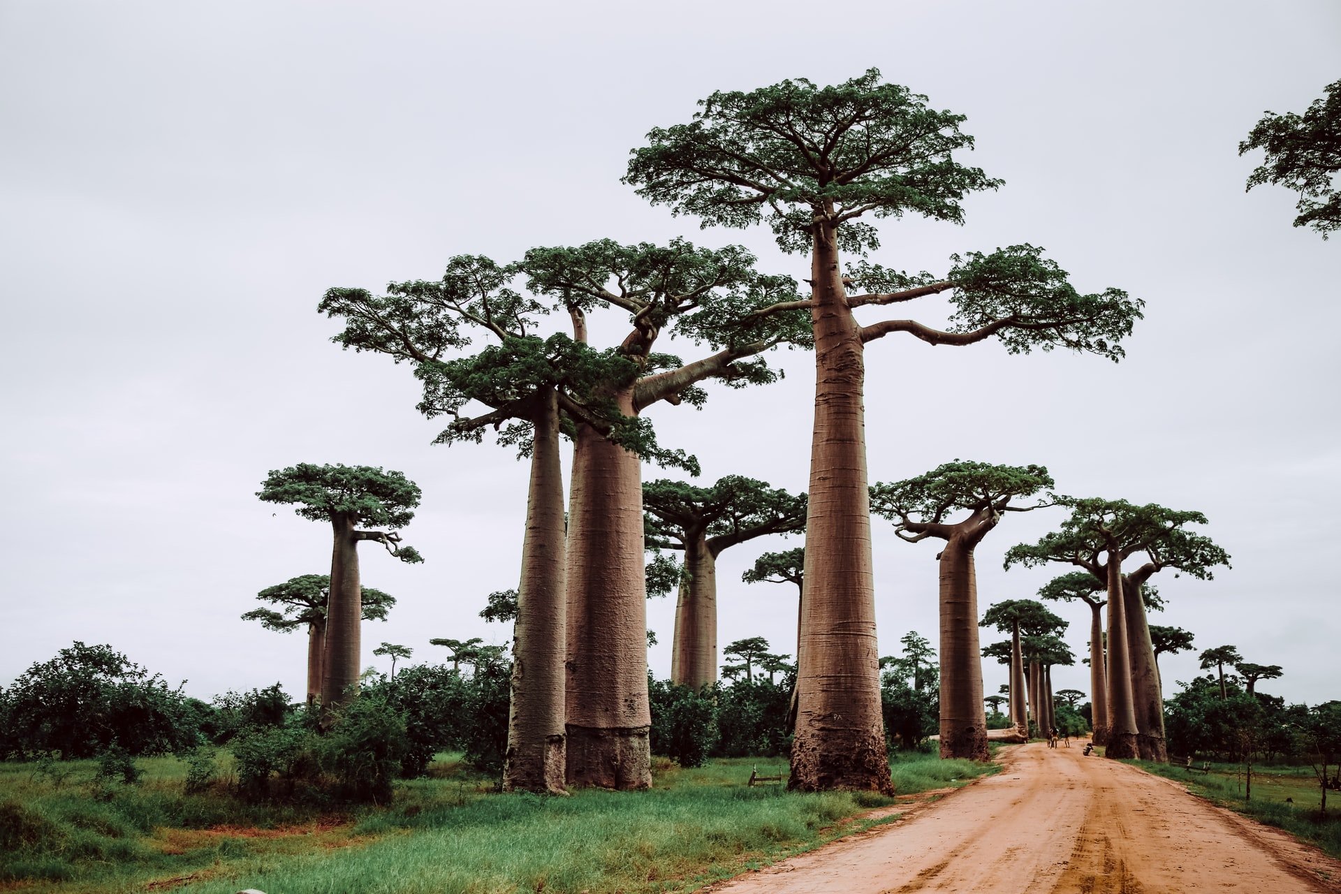 Baobabs baobabs