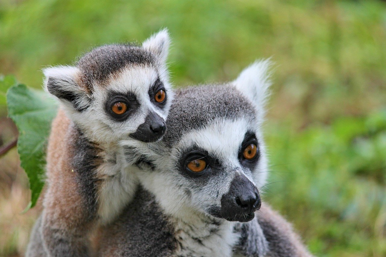 Lemurs lemurs