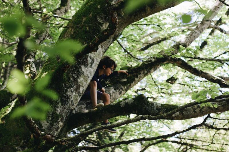 tree climbing kid