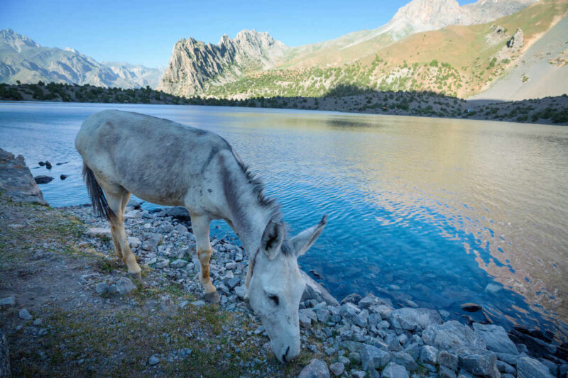 donkey tajikistan mountains e1635182785712 donkey