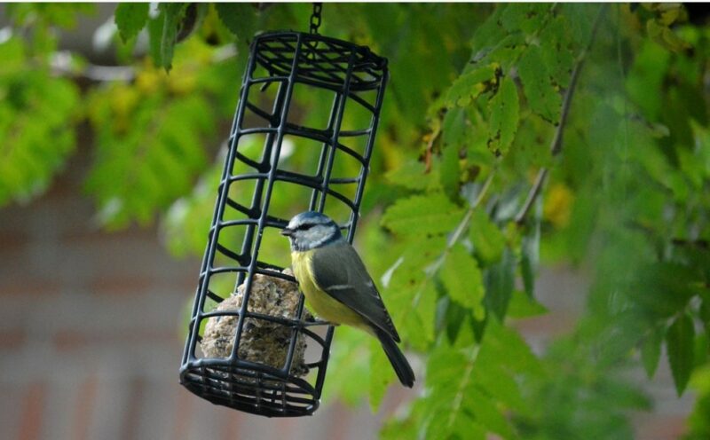 attract birds to your backyard with simple birdfeeders