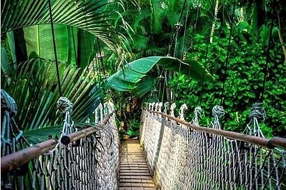 amazon forest suspension bridge amazon forest suspension bridge