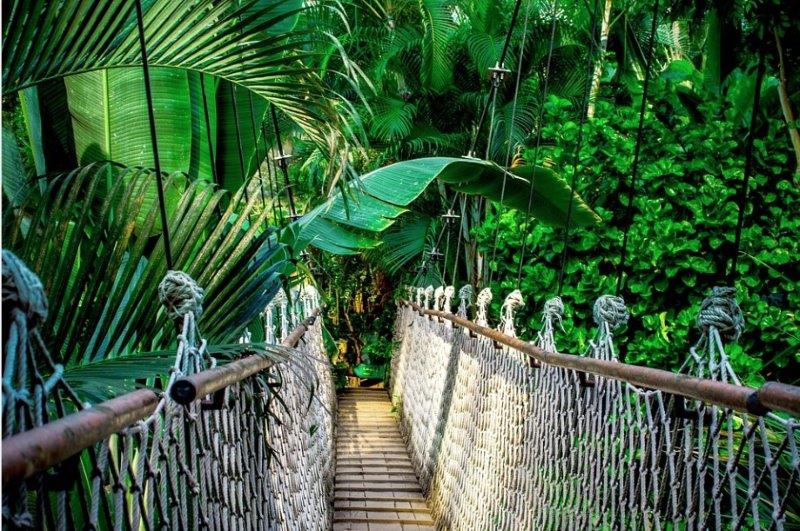amazon forest suspension bridge
