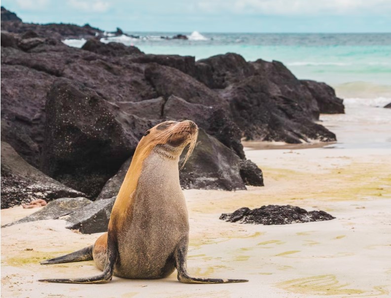 galapagos sea lion