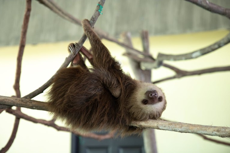 sloths are one of costa ricas most fascinating creatures