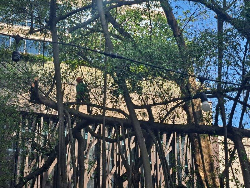 tree climbing gear to buy