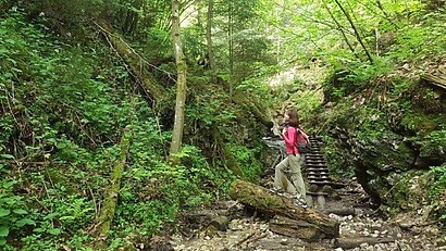 woman hiker in forest exploring green pants and pink shirt woman hiker in forest exploring green pants and pink shirt