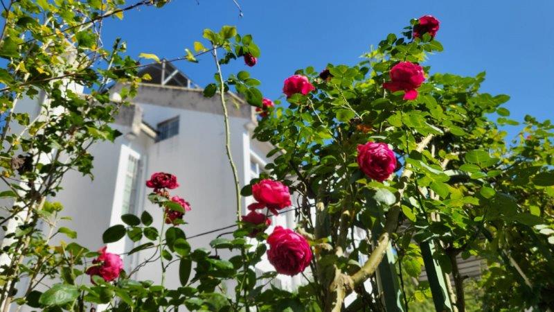 huangshan tingquan xiaoyuan b&b roses