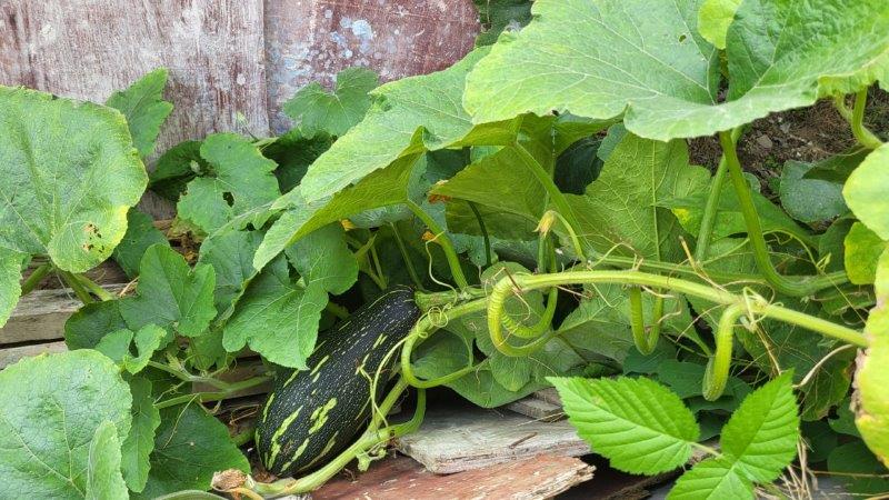 jade valley peace lovers