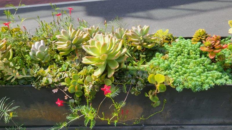 Serene and Peaceful Environment - plants of huangshan