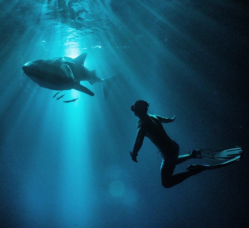 Diving with Johnny Africa Johnny snorkeling with a shark